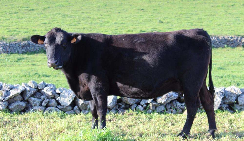 Vacas da raça aberdeen foram furtadas da propriedade. (Foto: imagem ilustrativa)