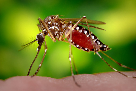 chikungunya