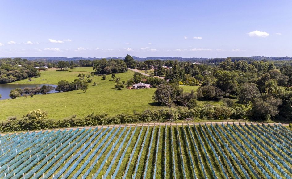 Dia do Vinho: comemorações iniciam por Santa Maria
