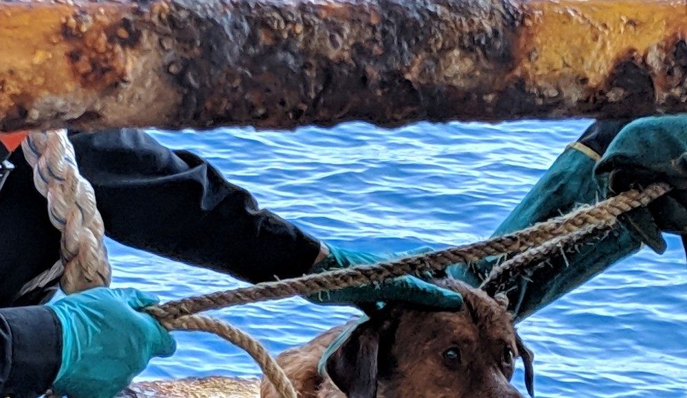Cão é resgatado em alto mar a 220 km da costa