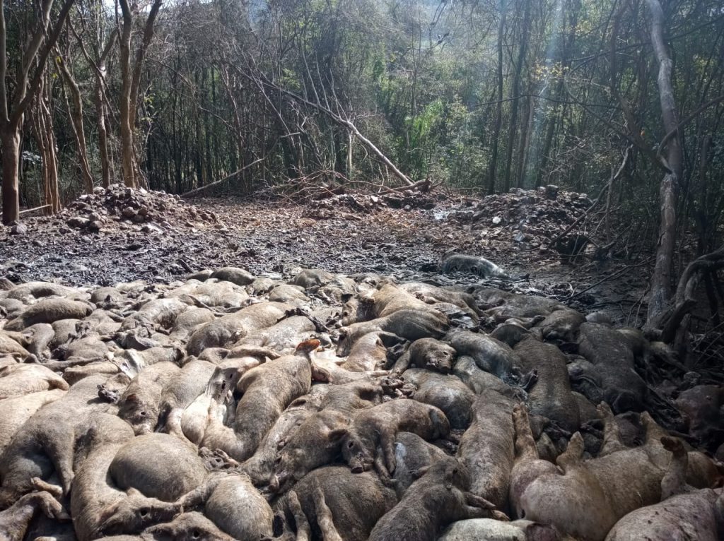 Mais de 400 suínos são encontrados mortos em propriedade no interior de Casca
