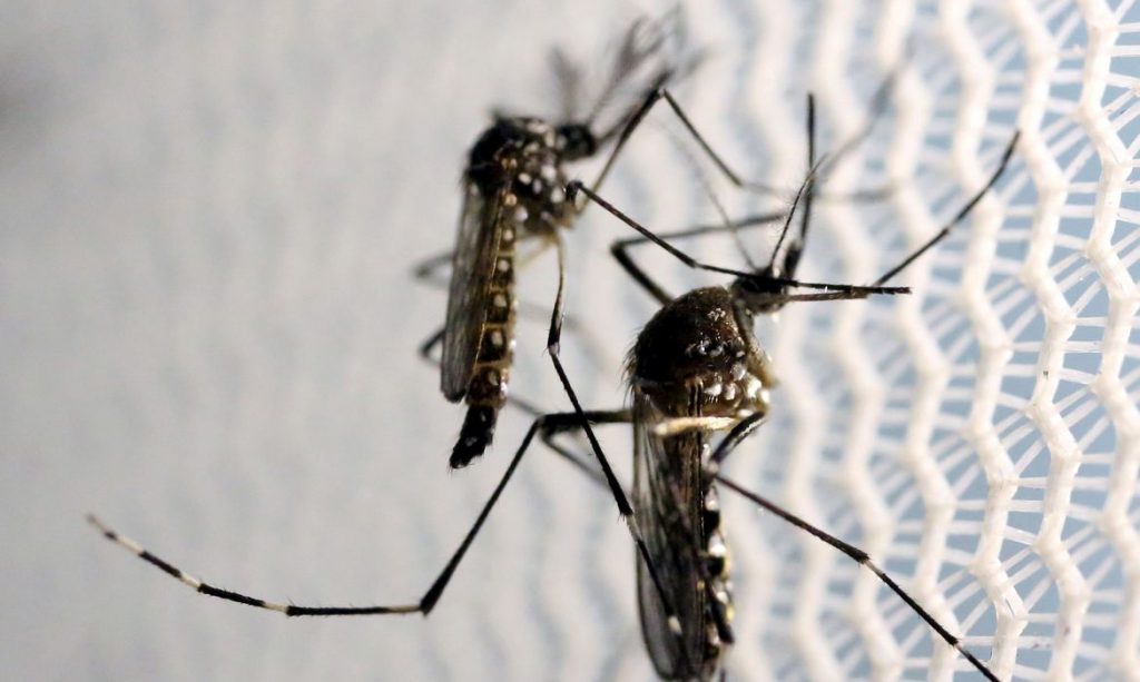 Caxias do Sul soma 118 focos do mosquito transmissor da dengue