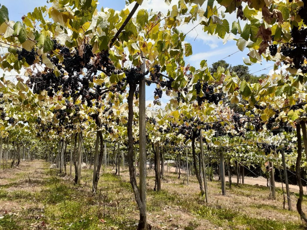Foto: Prefeitura de São Marcos