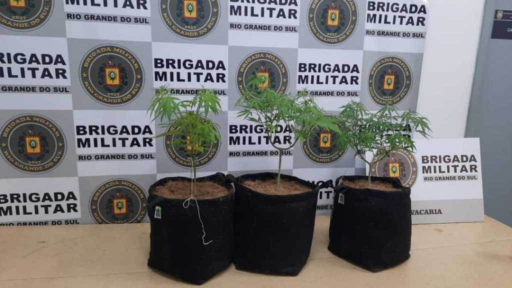 Brigada Militar apreende três pés de maconha, em Vacaria