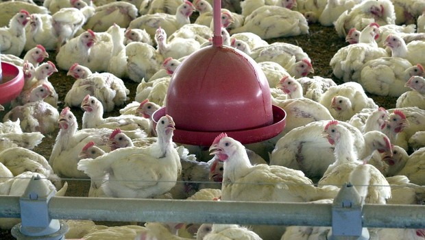 Frango: Exportação no Rio Grande do Sul cresce 6,8% em cinco meses