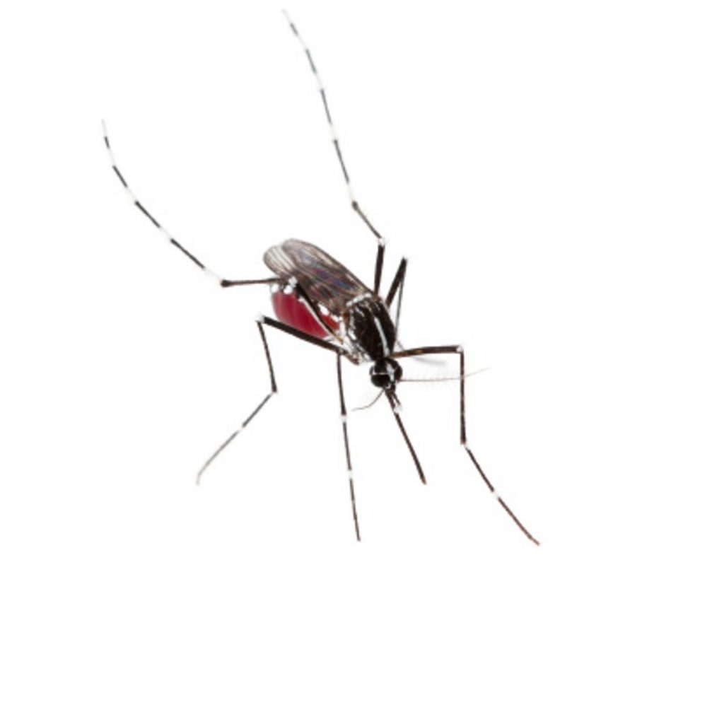 Caxias do Sul confirma mais um caso de dengue autóctone