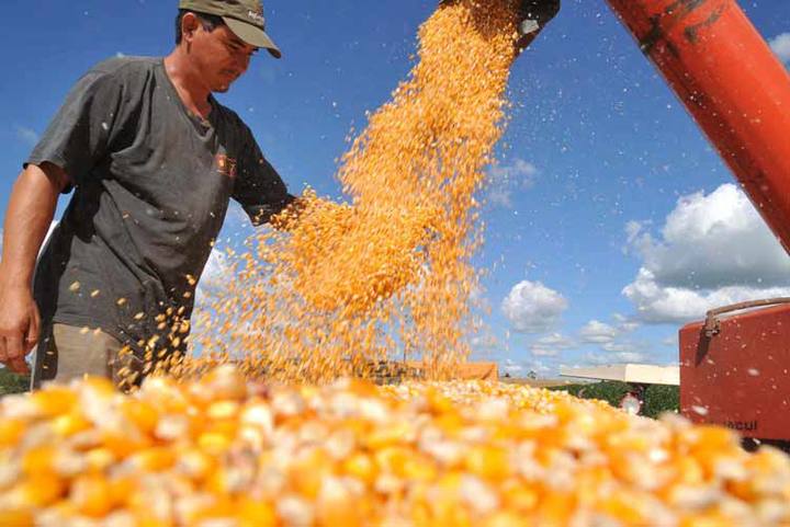 Frente fria deixa produtores de milho em alerta no Rio Grande do Sul