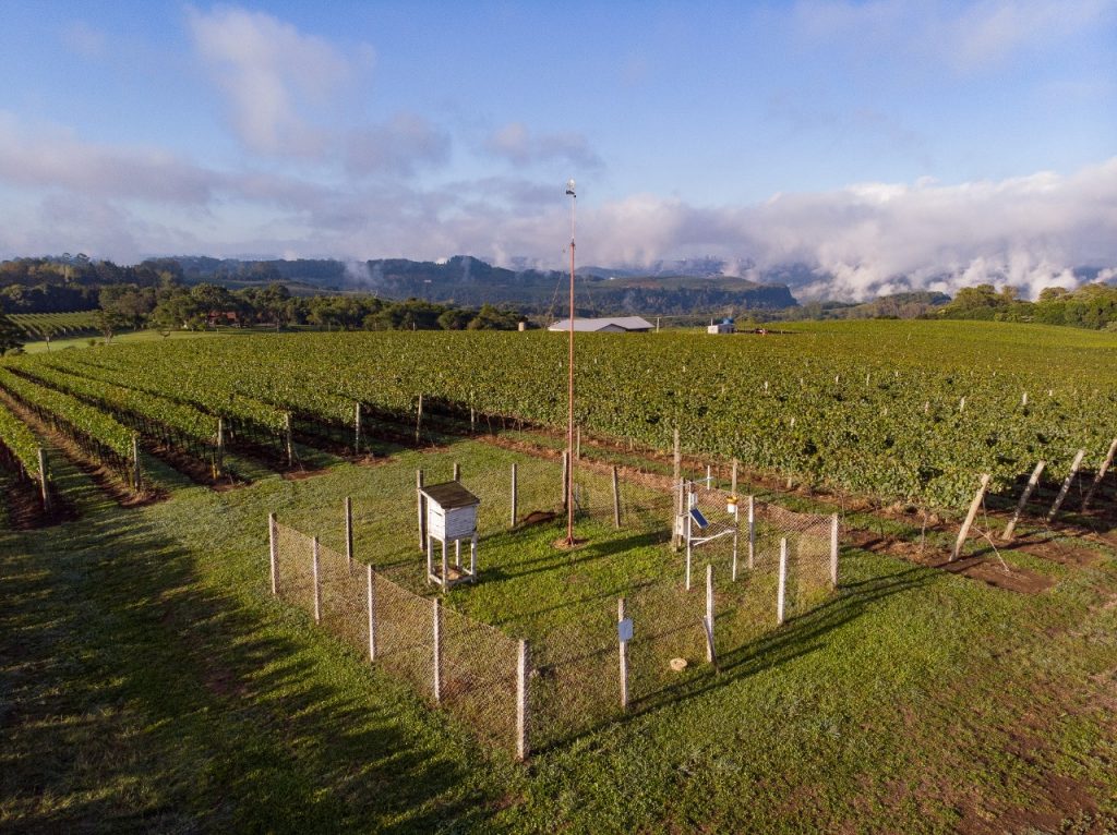 Vitis Aurora apresentará inovações e tecnologias aplicadas no cultivo da uva