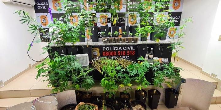 Denarc avalia pedir a prisão do responsável por plantação de maconha com estufa em Porto Alegre