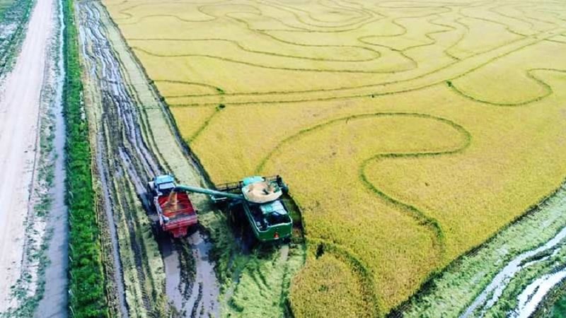 Colheita do arroz encerra no RS e consolida queda de 8,9% na produção