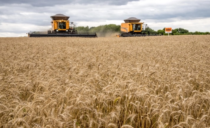 Estimativa aponta que RS poderá ter a maior produção de trigo da história em 2022
