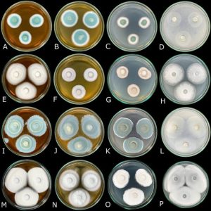 Fungo isolado desde a década de 70 é classificado por pesquisadores da Universidade de Caxias do Sul