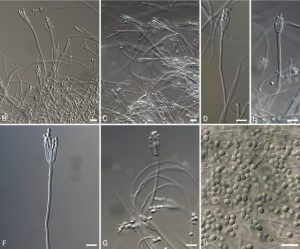 Fungo isolado desde a década de 70 é classificado por pesquisadores da Universidade de Caxias do Sul