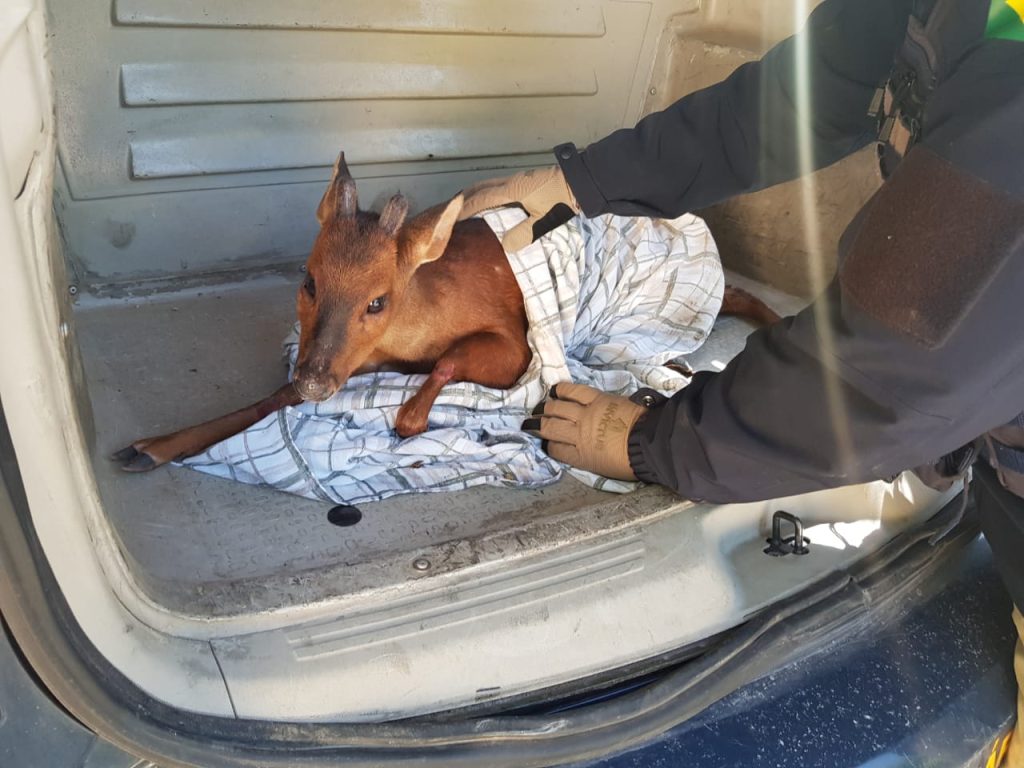 O animal estava às margens da rodovia BR-470 (Foto: Divulgação)