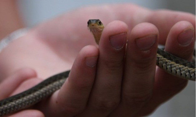Menina de dois anos mata cobra a dentada em forma de vingança na Turquia