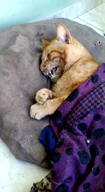Animais são mortos por envenenamento no bairro Vila Nova II, em Bento Gonçalves
