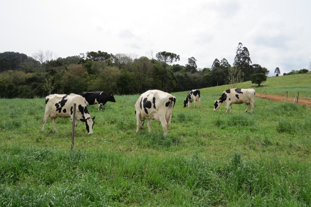 Pastagens apresentam boas condições no Rio Grande do Sul, segundo a Emater
