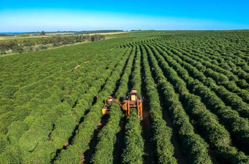 Clima favorável beneficia produção de café no Brasil