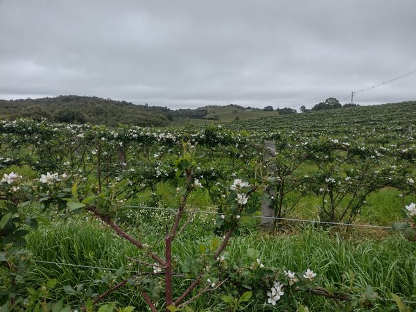 Produtores de Campestre da Serra projetam boas perspectivas para safra de amora nesse ano