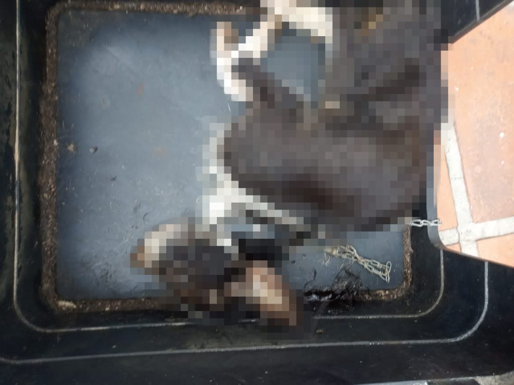 Fiscais da Arpa encontram cachorro morto devido a maus-tratos em Santa Tereza