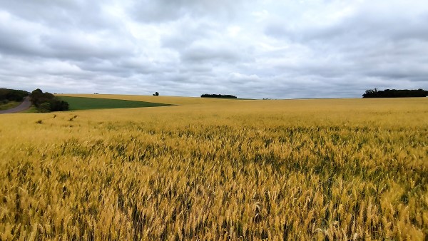 Lavouras de trigo apresentam potencial produtivo elevado no Lavouras de trigo apresentam potencial produtivo elevado no
