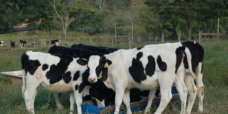 (Foto: Marcos Giesteira)