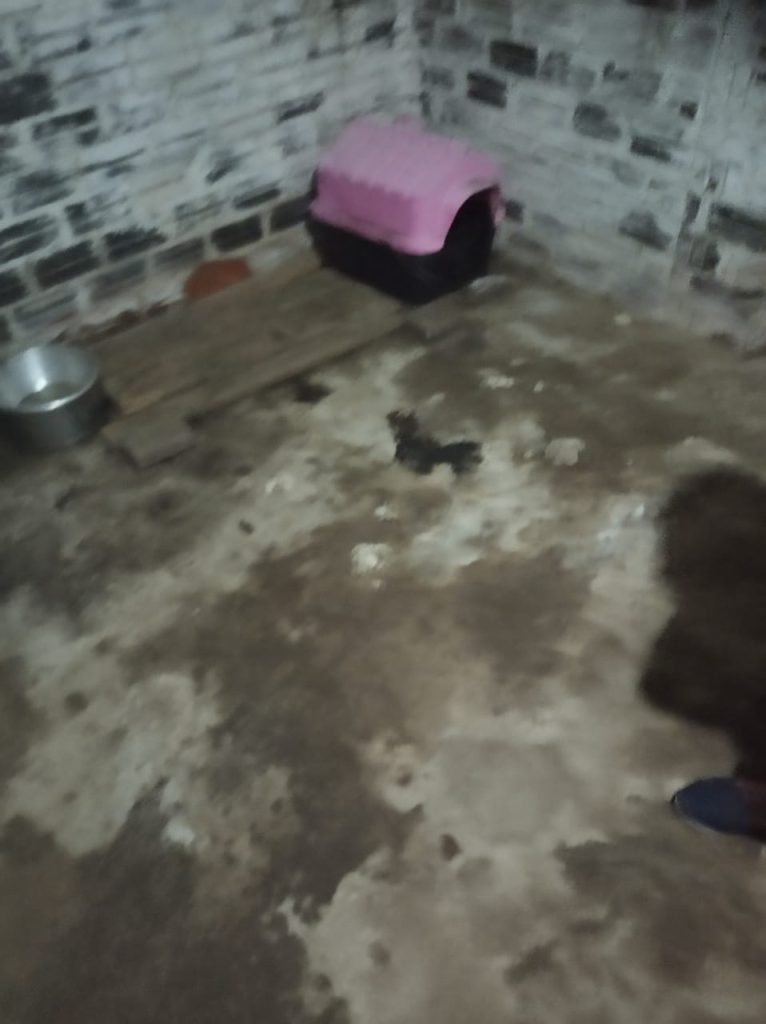 Fiscais da Arpa encontram cachorro morto devido a maus-tratos em Santa Tereza