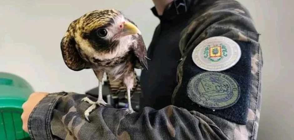 Policiais do 3º Batalhão Ambiental da Brigada Militar (3º BABM), realizaram o resgate de um Falcão-Chimango (Milvago Chimango) na manhã da última quinta-feira (19).