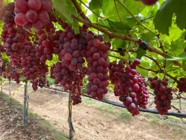 BRS Melodia é uma das cultivares que serão destaque no encontro (Foto: Clarice Rocha/Embrapa)