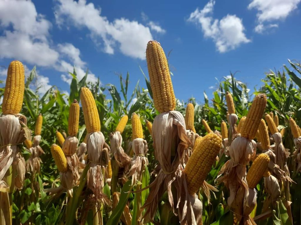 Colheita do milho alcança 46% da área total estimada no RS