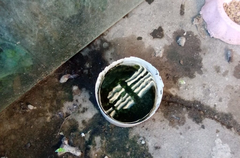Após maus-tratos a animais, homem é preso ( Foto: Sd Buss)