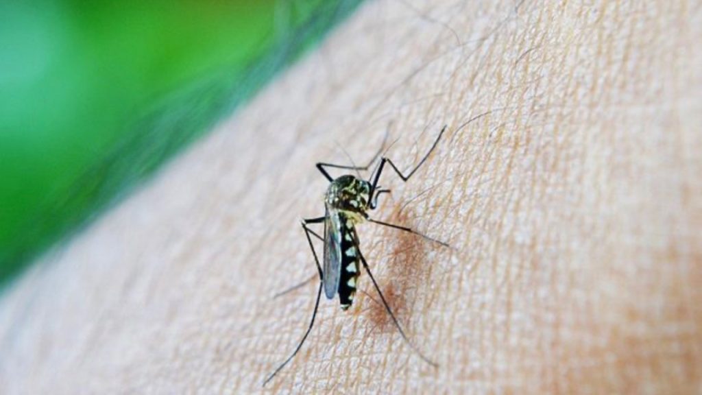 dengue