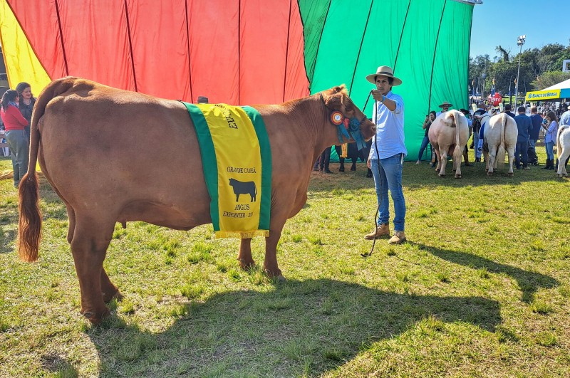 A bicampeã da raça Angus São Bibiano Cab Tamarik 8218 deve se aposentar das pistas - Foto: Fernando Dias