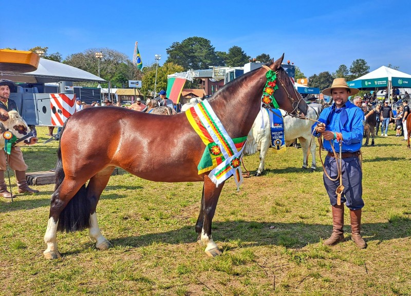 La Castellana Pimenta conquistou o grande campeonato e o título de melhor exemplar da raça Crioula - Foto: Fernando Dias