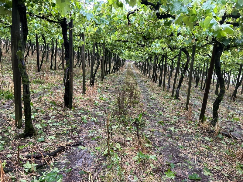 Agricultura de Flores da Cunha tem prejuízo de R$ 70 milhões em função das chuvas