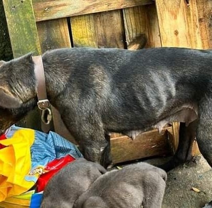 Nove cães e dois gatos são flagrados em situação de maus-tratos no interior de Caxias do Sul