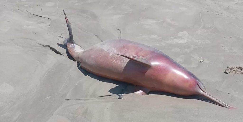 Investigação: mistério das mortes em massa de animais na Praia do Cassino. Foto: Rudimar Machado/ Defesa Civil
