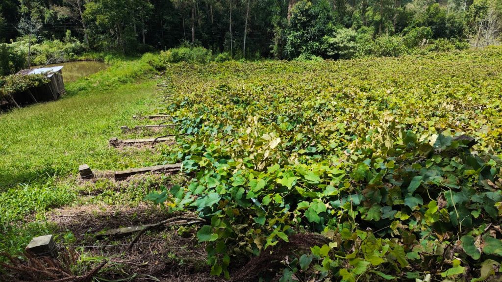 Possível ação criminosa ocorre em parreiral no interior de Flores da Cunha