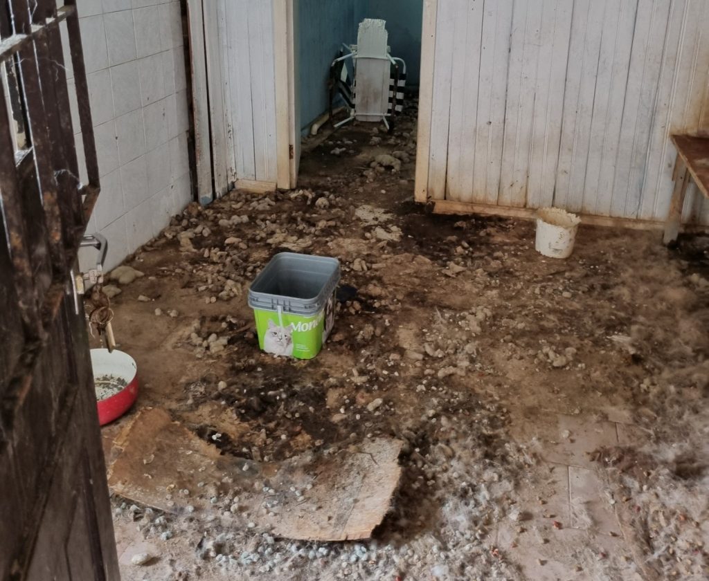 Sete cães em situação de maus-tratos são resgatados em Caxias do Sul. (Foto: Fabiano Provin / Divulgação)
