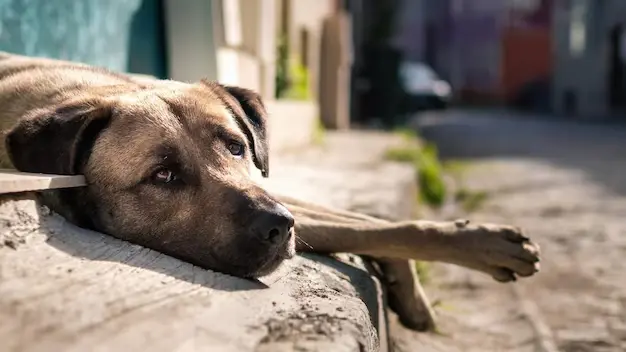 Cassação da CNH por abandono animal