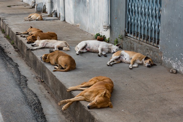 animais