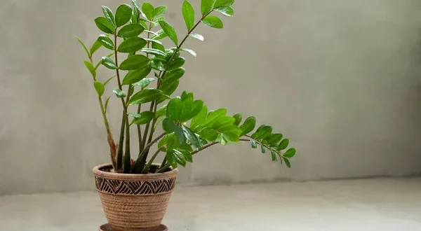 Zamioculcas - Planta da Fortuna