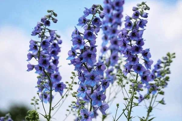 Como cuidar de Delfino, planta ornamental para decoração