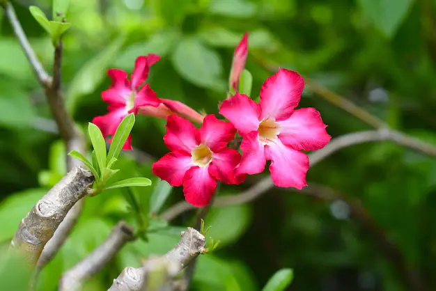 Rosa-do-Deserto