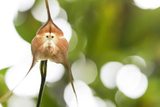 Orquidea Cara de Macaco Dracula simia