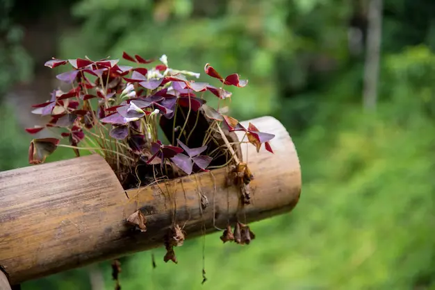 Trevo-Roxo Oxalis triangularis