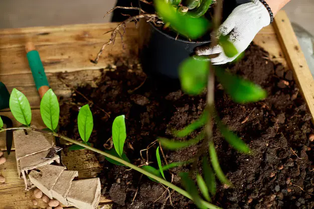 Como fazer mudas da planta da fortuna