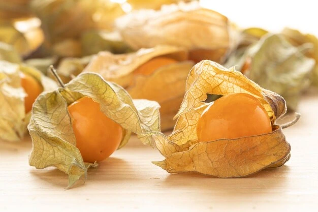 Como plantar Physalis 