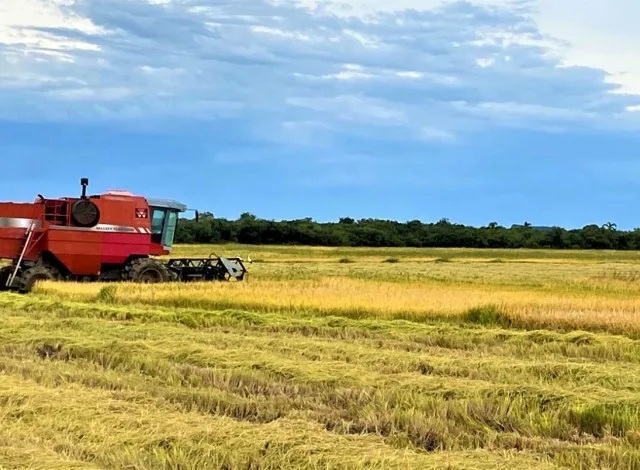 Área plantada de arroz na próxima safra deve ter crescimento de 5,3% no RS