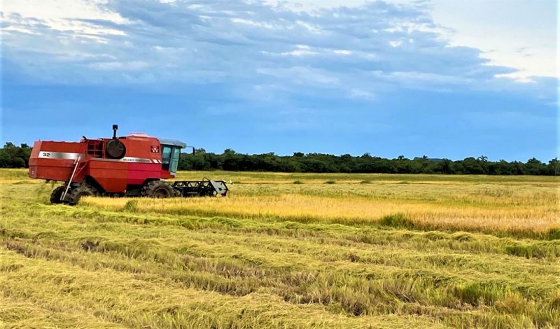 Área plantada de arroz na próxima safra deve ter crescimento de 5,3% no RS